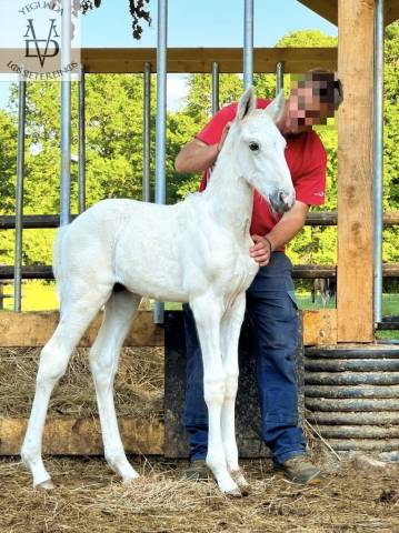 Potro PRE Pura Raza Española En venta 2025 Palomino por PICASSO LH