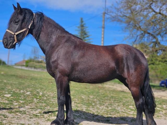 Yegua Frisón En venta 2015 Negro por GERBEN 479