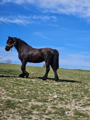 Yegua Frisón En venta 2011 Negro por HAITSE 425