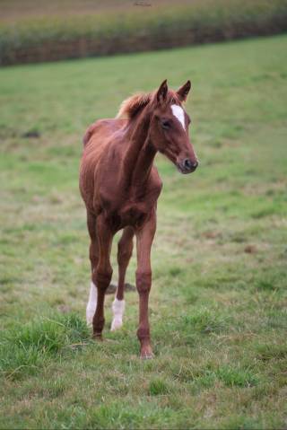Caballo castrado Silla Francés En venta 2024 Alazán por El barone 111 Z
