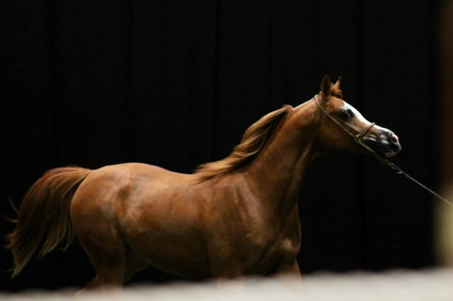 Caballo entero Arabe En venta 2023 Alazán por Tchaata Iniziato