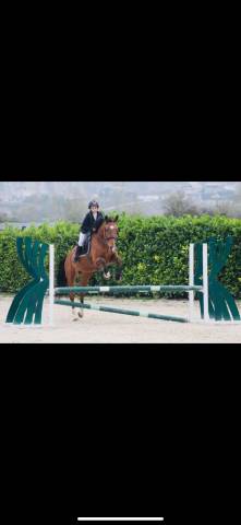 Yegua BWP Caballo de Sangre Belga En venta 2009 Bayo
