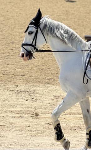 Lusitano 13 años 