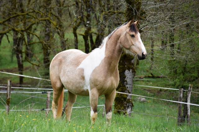 Yegua Silla Francés En venta 2023 Isabelo