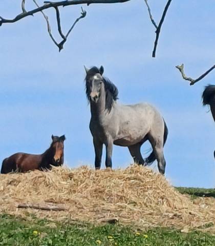 Caballo castrado New Forest En venta 2023 Tordo por ROB ROY DU GARON