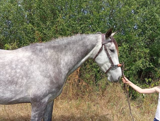 Caballo castrado Origine Constatée En venta 2021 Tordo