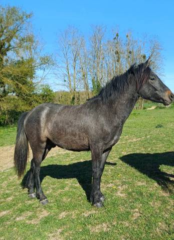 Caballo castrado New Forest En venta 2023 Bayo por ROB ROY DU GARON