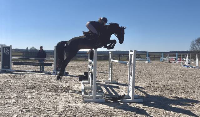 Caballo castrado sBs Caballo de Deporte Belga En venta 2020 Bayo por Cascallo D.S.