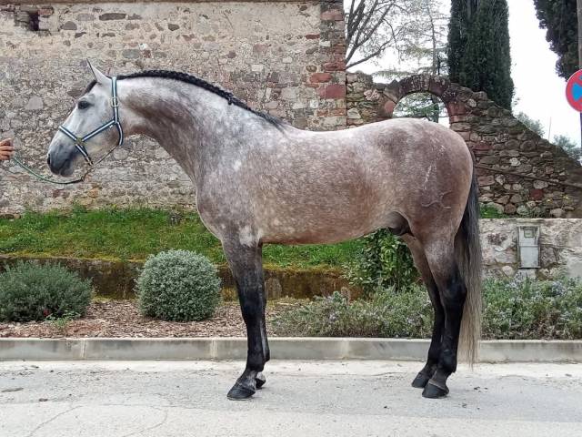 Potro PRE tordo Vinoso