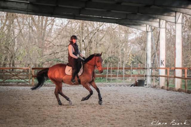 Caballo castrado Silla Francés En venta 2015 Bayo por Quartz Adelheid Z