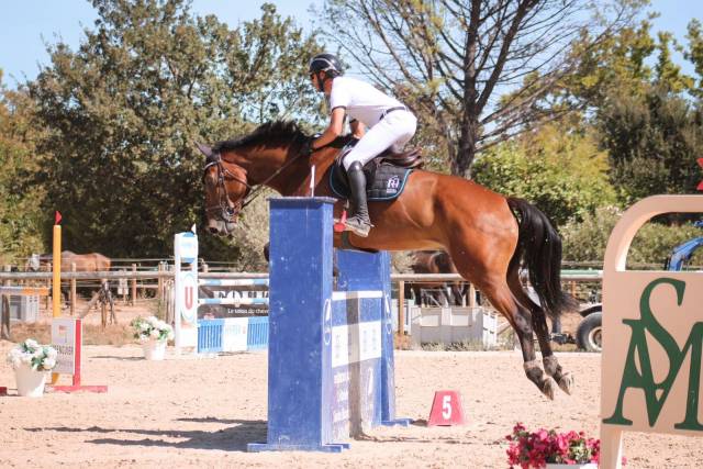 Caballo castrado KWPN Caballo de Deporte Neerlandés En venta 2017 Bayo