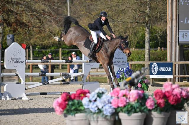 Yegua KWPN Caballo de Deporte Neerlandés En venta 2016 Bayo moreno por DIAMANT DE SEMILLY