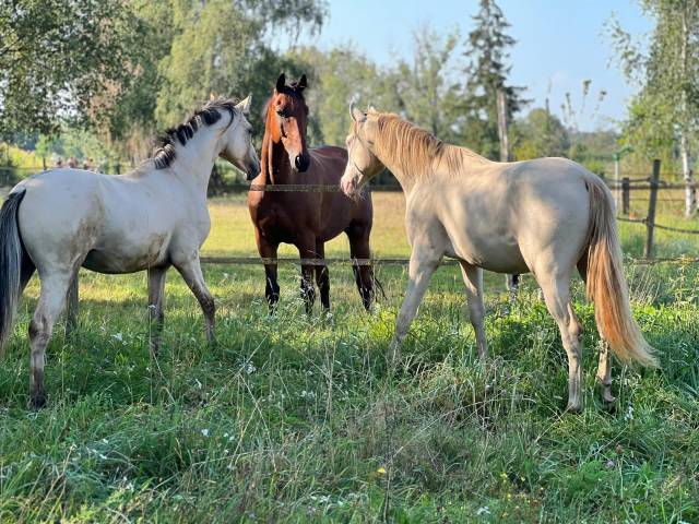 Caballo castrado Poni de Silla Alemán, Deutsches Reitpony En venta 2023 Isabelo por Dating A-T-IL NRW