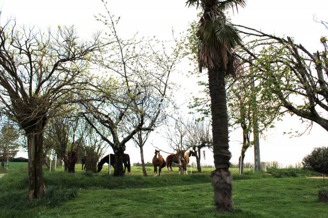 Propiedad ecuestre En venta Tarn y Garona