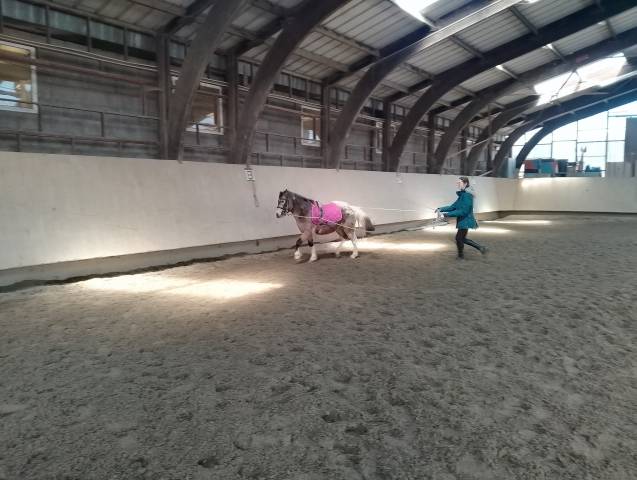 Caballo castrado Origen No Constatado En venta 2018 Otra capa