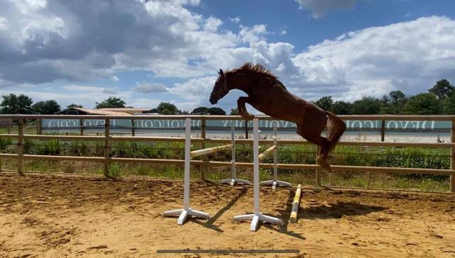 Caballo entero Silla Francés En venta 2023 Alazán por Firth of Lorne