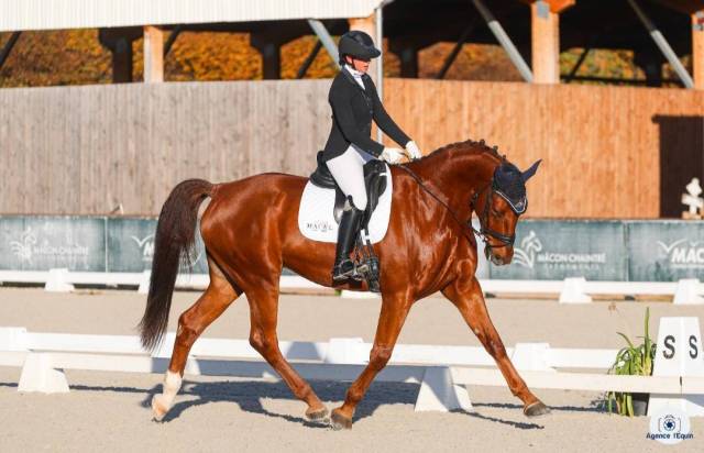 Caballo castrado AES Anglo European Studbook En venta 2017 Alazán