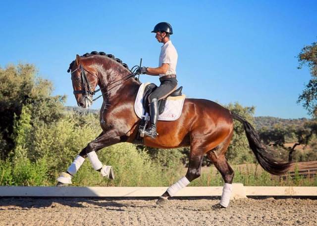Semental Lusitano En venta 2021 Bayo por EQUADOR MVL