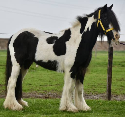 Yegua Welsh Poni (Sección D), Welsh Cob  En venta 2014 Pío