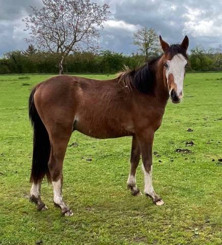 Caballo entero PFS Poni Françés de Silla En venta 2023 Bayo