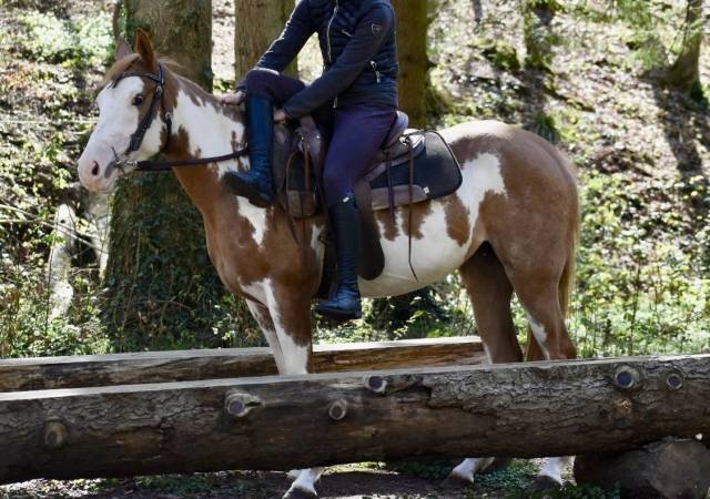Yegua Paint Horse En venta 2021 Overo