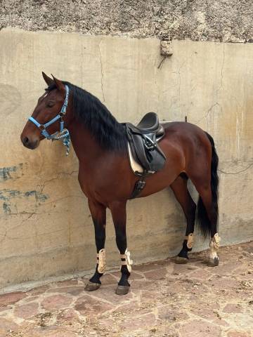 Caballo iniciado en doma