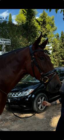 Caballo iniciado en doma