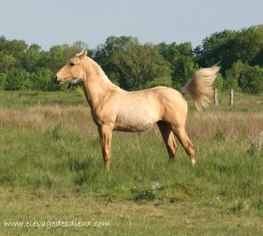 Potro Azteca En venta 2024 Palomino por ICE DREAM ONE