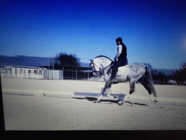 Caballo entero PRE Pura Raza Española En venta 2015 Tordo por HESPERIO