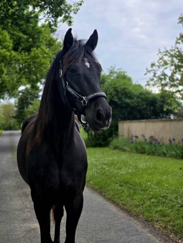 Caballo castrado Trotón Francés En venta 2021 Negro
