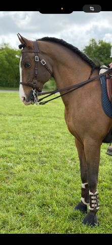 Caballo entero Lusitano En venta 2011 Bayo por NAHOOR