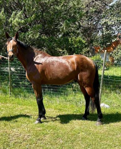 Caballo castrado Silla Francés En venta 2016 Bayo
