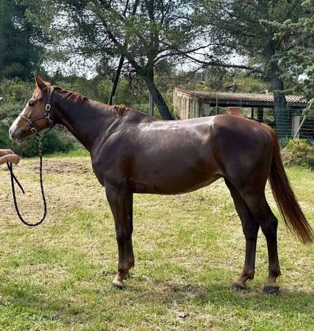Yegua Silla Francés En venta 2019 Alazán