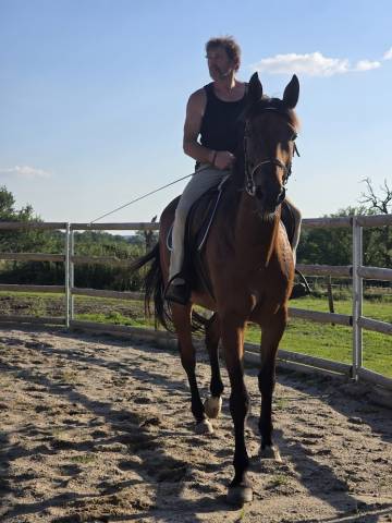 Caballo castrado Trotón Francés En venta 2014 Bayo