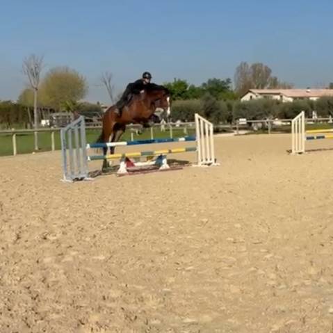 Caballo castrado Oldenburgués En venta 2020 Bayo moreno