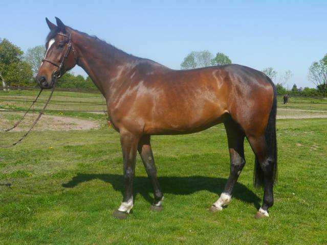 Caballo castrado BWP Caballo de Sangre Belga En venta 2021 Bayo por KANADA DE VY