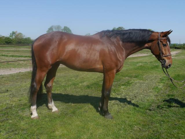 Caballo castrado KWPN Caballo de Deporte Neerlandés En venta 2020 Bayo por Grandorado TN