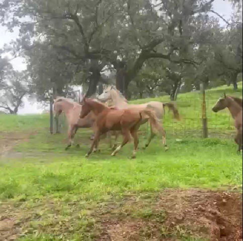 Lote de potras