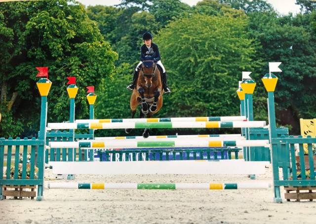 Caballo castrado Silla Francés En venta 2013 Bayo