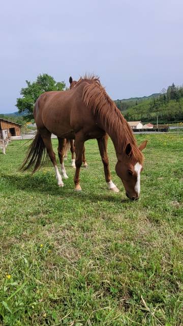 Caballo castrado AQPS En venta 2016 Alazán