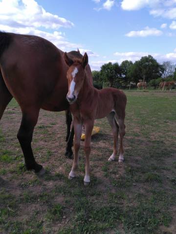 Yegua de ganadería Silla Francés En venta 2010 Bayo por Geraldo(NLD)