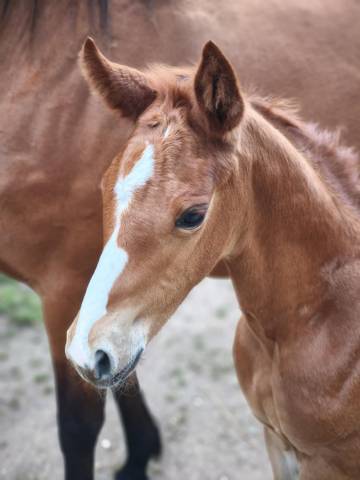 Yegua de ganadería Silla Francés En venta 2010 Bayo por Geraldo(NLD)