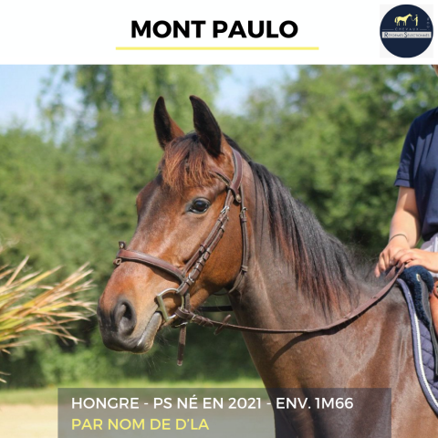 Caballo castrado Pura Sangre En venta 2021 Bayo por Nom de d'la