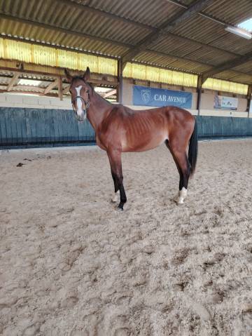 Caballo entero Silla Francés En venta 2023 Bayo moreno por Uncognito bois margot