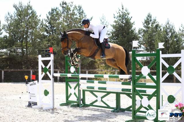 Yegua Silla Francés En venta 2015 Bayo