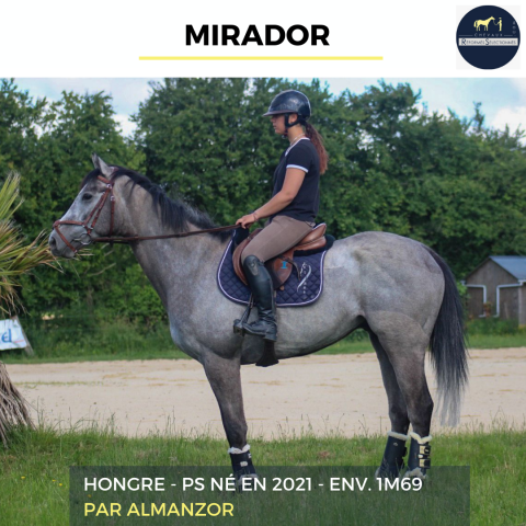 Caballo castrado Pura Sangre En venta 2021 Tordo por Almanzor