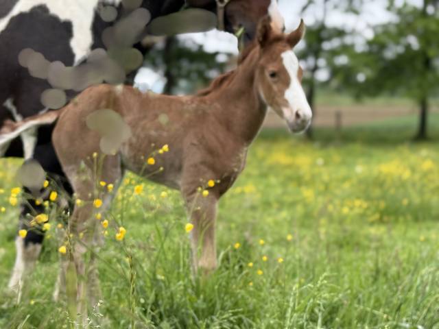 Potranca Paint Horse En venta 2025 Sorrel por Have a Mass Day 