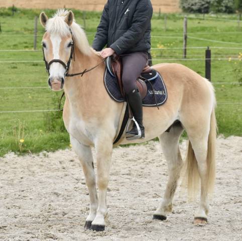 Caballo castrado Haflinger En venta 2017 Palomino