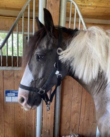 Caballo castrado Caballo de Deporte Irlandés En venta 2013 Pío