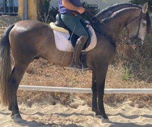 Caballo entero PRE Pura Raza Española En venta 2020 Tordo